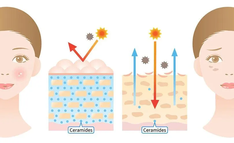 Ceramide Powder.webp